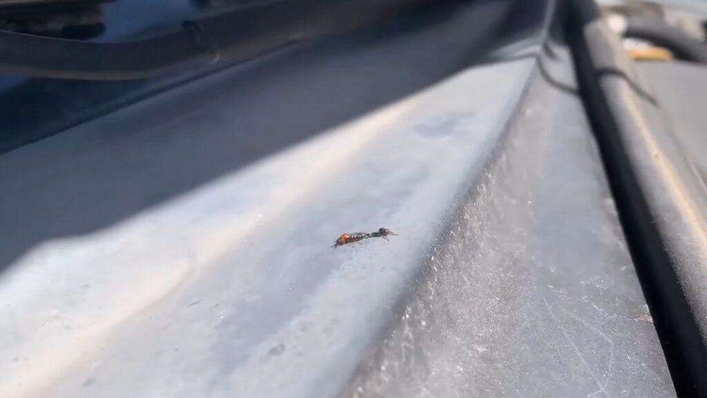 How to Get Ants Out of Your Car?